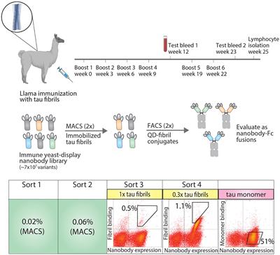 Quantitative flow cytometric selection of tau conformational nanobodies specific for pathological aggregates